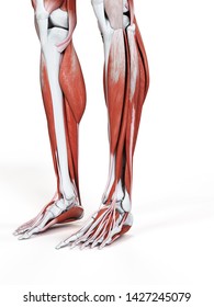 3d Rendered Medically Accurate Illustration Of The Leg Muscles