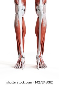 14,335 3d Leg Muscle Images, Stock Photos & Vectors 