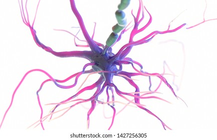 3d Rendered Medically Accurate Illustration Of A Human Nerve Cell On A White Background