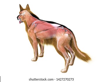 3d Rendered Medically Accurate Illustration Of The Muscle System Of The Dog