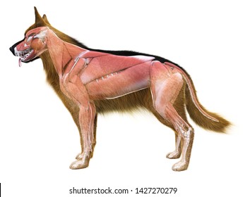 3d Rendered Medically Accurate Illustration Of The Muscle System Of The Dog