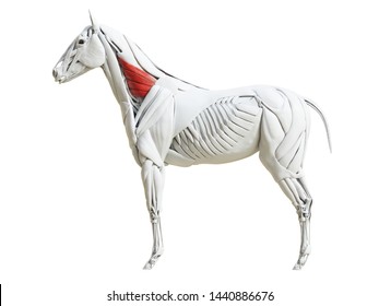 3d rendered medically accurate illustration of the equine muscle anatomy - serratus ventralis