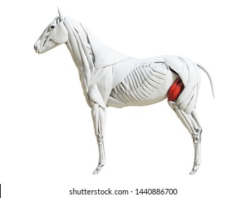 3d rendered medically accurate illustration of the equine muscle anatomy - quadriceps femoris