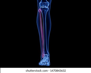 Fibula Images, Stock Photos & Vectors | Shutterstock