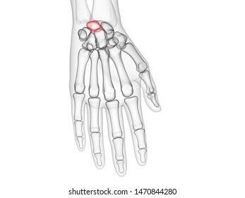 3d Rendered Medically Accurate Illustration Of The Lunate Bone