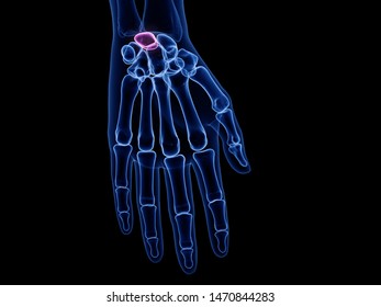 3d Rendered Medically Accurate Illustration Of The Lunate Bone