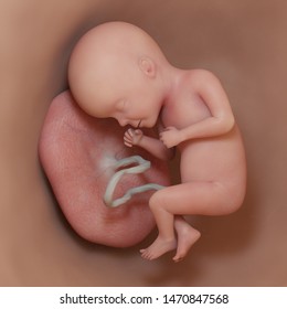 胎児 成長 のイラスト素材 画像 ベクター画像 Shutterstock