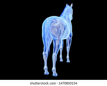 3d rendered medically accurate illustration of the equine skeletal system