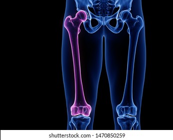 3d Rendered Medically Accurate Illustration Of The Femur