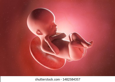 3d rendered medically accurate illustration of a fetus at week 24