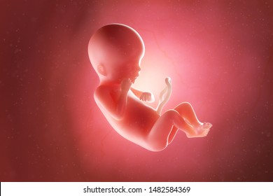 3d rendered medically accurate illustration of a fetus at week 19