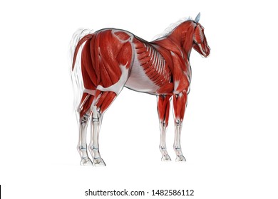 3d rendered medically accurate illustration of a horses muscle anatomy