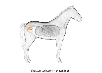 3d Rendered Medically Accurate Illustration Of A Horses Urinary Bladder