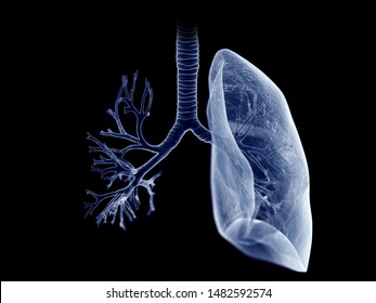 3d Rendered Medically Accurate Illustration Of The Lung And Bronchi