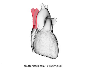 3d rendered medically accurate illustration of the superior vena cava
