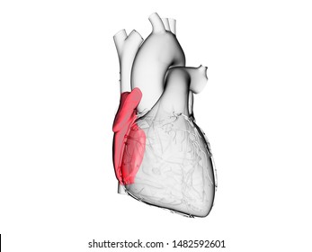 3d Rendered Medically Accurate Illustration Of The Right Atrium