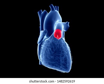 3d Rendered Medically Accurate Illustration Of The Pulmonary Valve