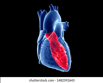 3d Rendered Medically Accurate Illustration Of The Left Ventricle