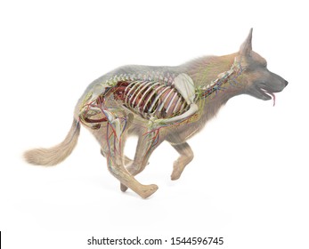 6,288 Dog Anatomy Drawings Images, Stock Photos & Vectors | Shutterstock