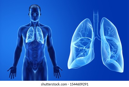 3d Rendered Medically Accurate Illustration Of The Male Lung