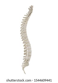 3d rendered medically accurate illustration of a healthy human spine