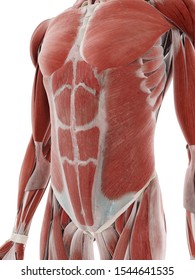 3d rendered medically accurate illustration of the muscular abdomen