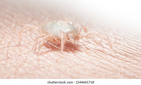 3d Rendered Medically Accurate Illustration Of A Tick Larva