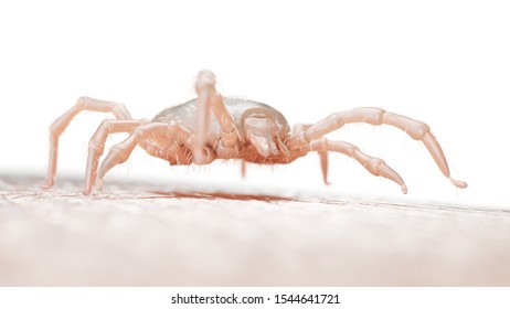 3d Rendered Medically Accurate Illustration Of A Tick Larva