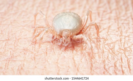 3d Rendered Medically Accurate Illustration Of A Tick Larva