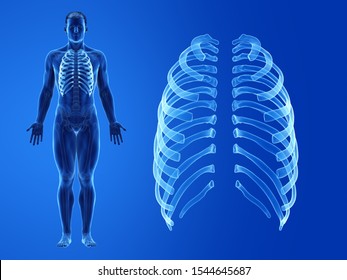 3d rendered medically accurate illustration of the human ribs