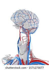 3d rendered medically accurate illustration of the vascular system of the brain