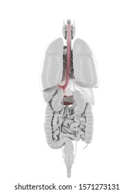 3d Rendered Medically Accurate Illustration Of The Stomach And Esophagus