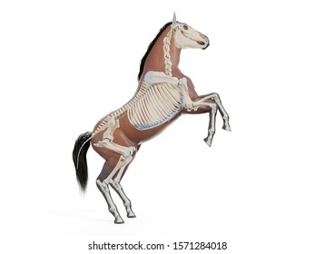 3d rendered medically accurate illustration of the equine anatomy - the skeleton