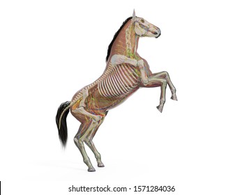 3d rendered medically accurate illustration of the equine anatomy 