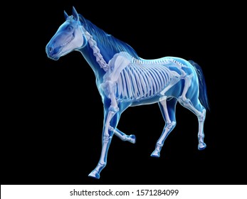 3d rendered medically accurate illustration of the equine anatomy - the skeleton