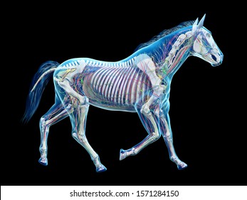 3d rendered medically accurate illustration of the equine anatomy 