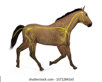 3d rendered medically accurate illustration of the equine anatomy - the nervous system