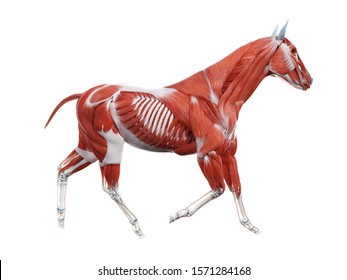 3d rendered medically accurate illustration of the equine anatomy - the muscle system