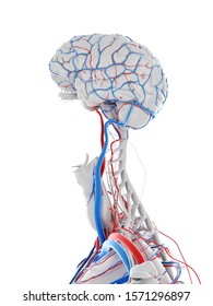 3d rendered medically accurate illustration of the vascular system of the brain