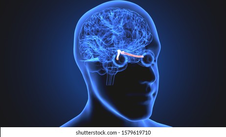 3d Illustration Human Brain Anatomy Stock Illustration 655498333 3d Illustration Human Brain Anatomy Stock Illustration 655498333