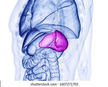 3d Rendered Medically Accurate Illustration Of The Spleen