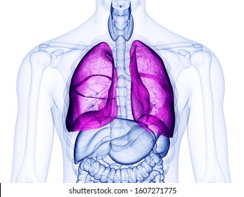 3d rendered medically accurate illustration of the lung