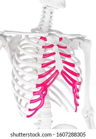 Anatomy Human Body Costochondral Separation Separated ภาพประกอบสตอก