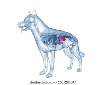 3D gerenderte medizinisch korrekte Abbildung der Hunde Dünndarm