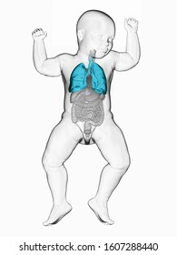 3d rendered medically accurate illustration of a babys lung