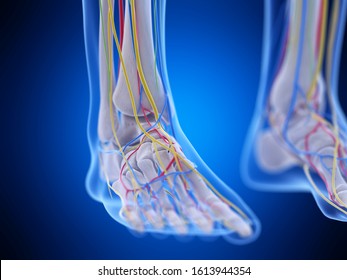 799 Bones Of Inside Of Foot Images, Stock Photos & Vectors 