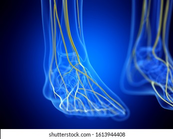 2,119 Foot nerves Images, Stock Photos & Vectors | Shutterstock