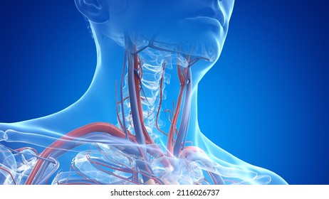 3d Rendered Medically Accurate Illustration Of The Male Neck Arteries And Veins