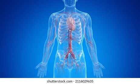 3d Rendered Medically Accurate Illustration Of The Male Vascular System