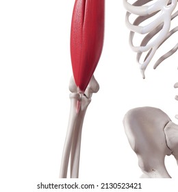 3d rendered medically accurate illustration of a torn biceps tendon